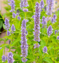 Live Blue Fortune Agastache Plant – Giant Hyssop Perennial in 1 Pint Pot, Pollinator Magnet, Fragrant, Drought Tolerant