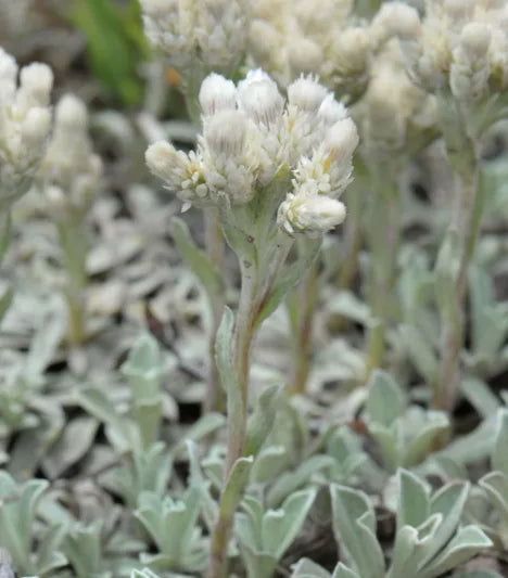 Antennaria parvifolia Seeds – Pussytoes Wildflower, 100 Non-GMO Perennial Seeds, Native Groundcover for Pollinator Gardens