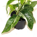 Rare Epipremnum Pinnatum Variegated Albo Cutting – Live Rooted Plant | Variegated Aroid Houseplant | Pinnatum Albo Rooted Cutting