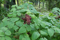 Aralia racemosa Seeds – American Spikenard | Native Woodland Plant | Medicinal & Pollinator Friendly | 50 Seeds