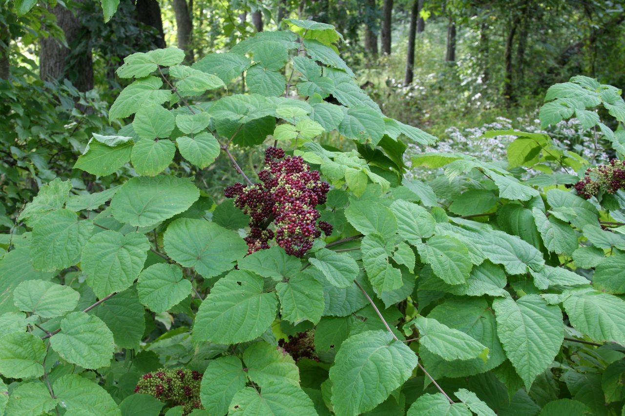 Aralia racemosa Seeds – American Spikenard | Native Woodland Plant | Medicinal & Pollinator Friendly | 50 Seeds