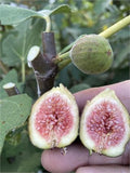 Dark Portuguese Fig Cutting - Unrooted 8"+, 3+ Nodes | Rare Ficus carica, Sweet Dark Fig Tree for Grafting or Propagation