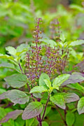 Organic Tulsi Holy Basil (Ocimum tenuiflorum) – Live Starter Plant | Sacred Ayurvedic Herb for Tea, Wellness, Aromatic Gardening