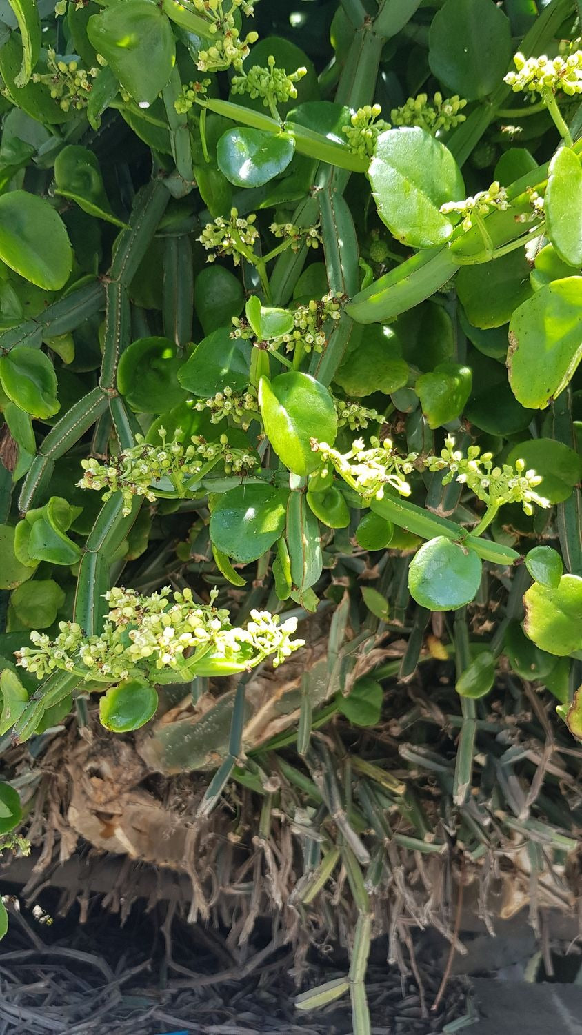 Cissus quadrangularis Unrooted Cuttings (2) – Rare Exotic Succulent Vine – Square Stem Plant – Medicinal Veldt Grape Starter