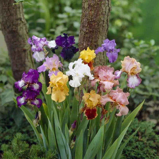 5 Mixed Tall Bearded Iris Rhizomes – Live Plants Bulbs, Trimmed & Ready to Grow | Assorted Colors Perennial Irises