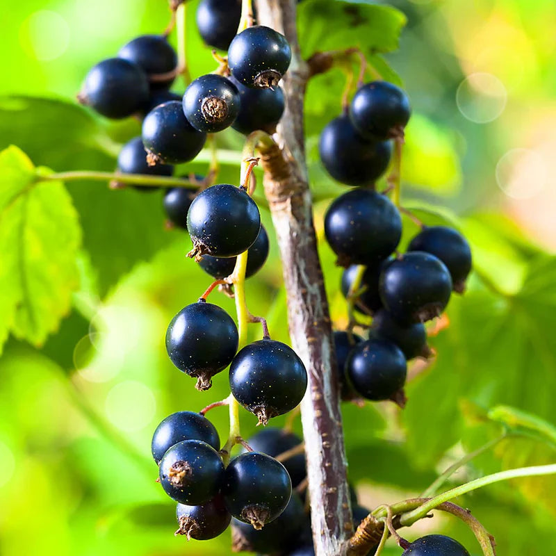 Black Currant Cuttings 8–10 Inches (8 pcs) – Ribes nigrum, Cassis Fruit Bush, Hardy Berry Plant for Propagation