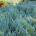 Blue Chalkstick Succulent (Senecio serpens / Curio repens) | Drought Tolerant Blue Plant | Live Succulent 4 Inch Pot