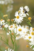 Boltonia Asteroides Seeds (500) False Aster – Native Perennial Wildflower, White Daisy Blooms, Pollinator Plant