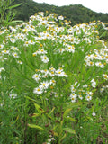 Boltonia Decurrens Seeds (500) Decurrent False Aster – Rare Native Wildflower, White Blooms, Pollinator Plant