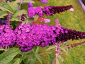 Live Royal Red Butterfly Bush – Buddleja davidii in 1 Pint Pot, Perennial, Fragrant Blooms, Butterfly Magnet, Drought Tolerant