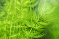 Hornwort (Ceratophyllum) – Live Aquarium & Pond Plant, Fast-Growing Oxygenator for Planted Tanks, Fry, Shrimp & Outdoor Ponds