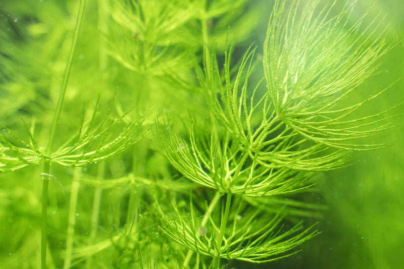 Hornwort (Ceratophyllum) – Live Aquarium & Pond Plant, Fast-Growing Oxygenator for Planted Tanks, Fry, Shrimp & Outdoor Ponds