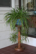 10 Spider Plants Ready to Root – Chlorophytum comosum – Easy Houseplants for Indoor Air Purifying – Low Maintenance Starter Plants