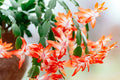 1 Orange Christmas Cactus (Schlumbergera truncata) Live Plant 5–6" Tall Bareroot | Holiday Blooms | Easy Indoor Houseplant