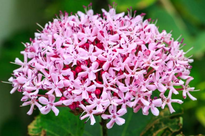 3 Rooted Pink Clerodendrum Cuttings – Live Tropical Flowering Shrub Stems – Rooted Starter Plants for Garden Beds, Borders & Containers