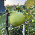 Conadria Fig Tree Cuttings (Unrooted) – Fresh Heirloom Fig Scion Wood – Ficus carica for Grafting & Propagation