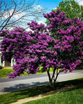 Crepe Myrtle Cuttings (Lagerstroemia indica) – 7 Live Unrooted Cuttings for Rooting, Grafting, or Propagation – Flowering Shrub/Tree