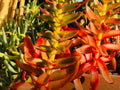 Crassula Capitella ‘Campfire’ Succulent Cuttings (3 Unrooted) – Easy to Root & Grow | Red Flame Plant | Starter Crassula Cuttings