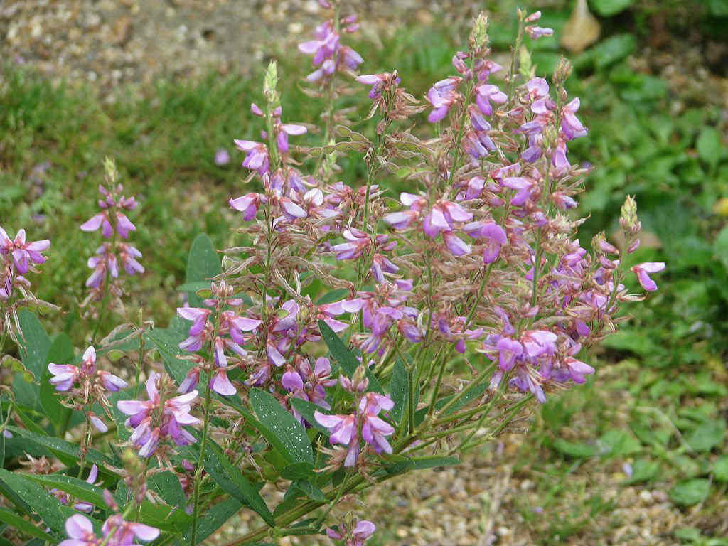 Desmodium canadense Seeds – Showy Tick Trefoil, Native Perennial Wildflower, Nitrogen-Fixing Plant (25 Seeds)