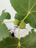Dominick's Fig Cutting - Unrooted 8"+, 3+ Nodes | Rare Ficus carica Heirloom Variety - Cold Hardy, Sweet Dark Fig for Propagation