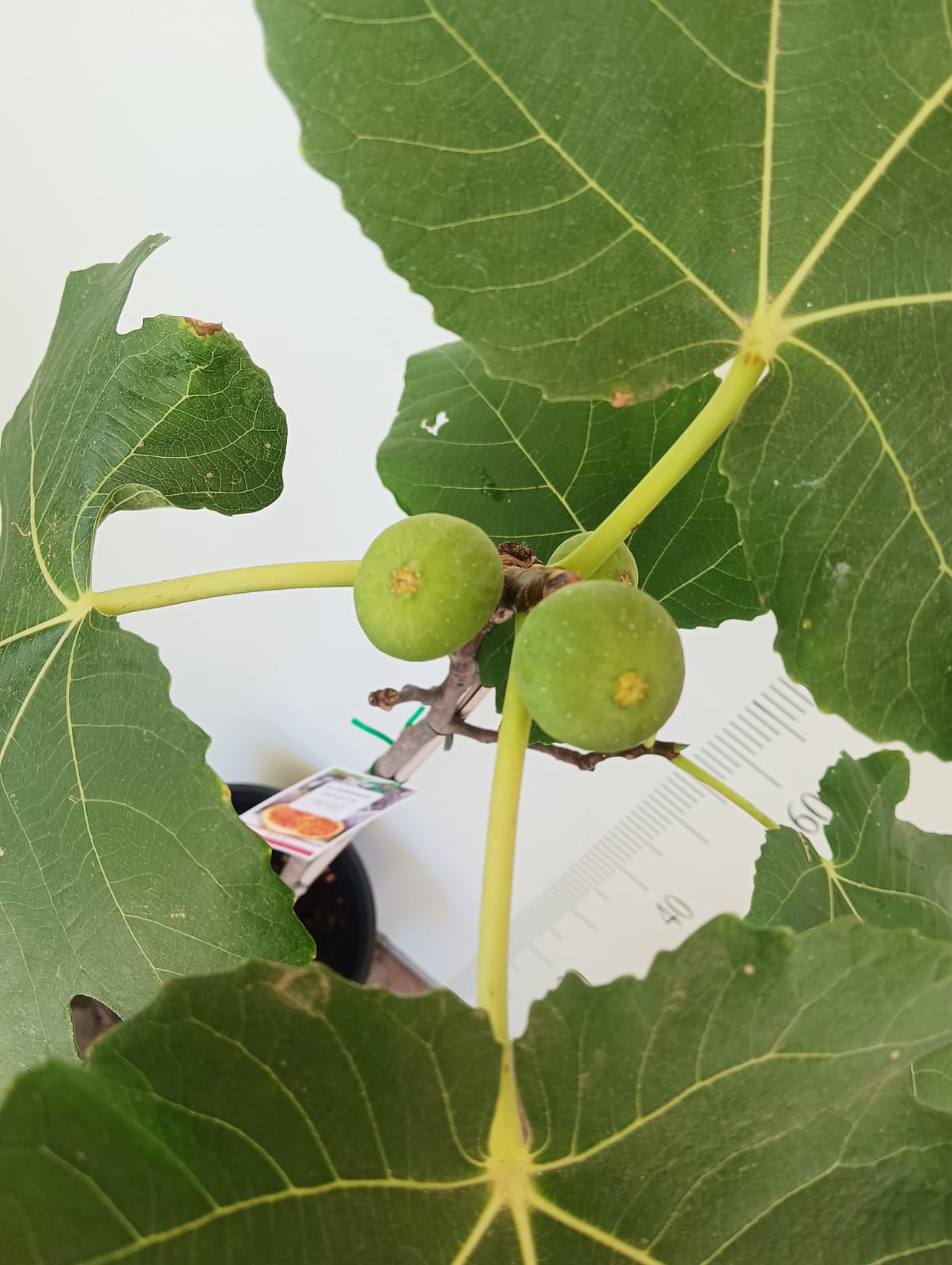 Dominick's Fig Cutting - Unrooted 8"+, 3+ Nodes | Rare Ficus carica Heirloom Variety - Cold Hardy, Sweet Dark Fig for Propagation
