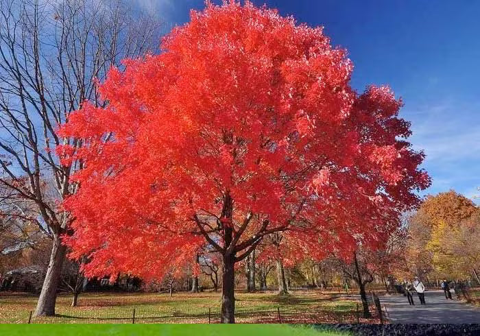 Red Maple Tree 1–2 ft Tall | Bare Root Live Tree | Acer rubrum | Fast Growing Shade Tree | Fall Color | Native Landscaping Tree