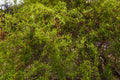 Corkscrew Willow Tree 1–2 ft Tall | Bare Root Live Tree | Dragon’s Claw Willow | Salix matsudana 'Tortuosa' | Unique Landscape Tree