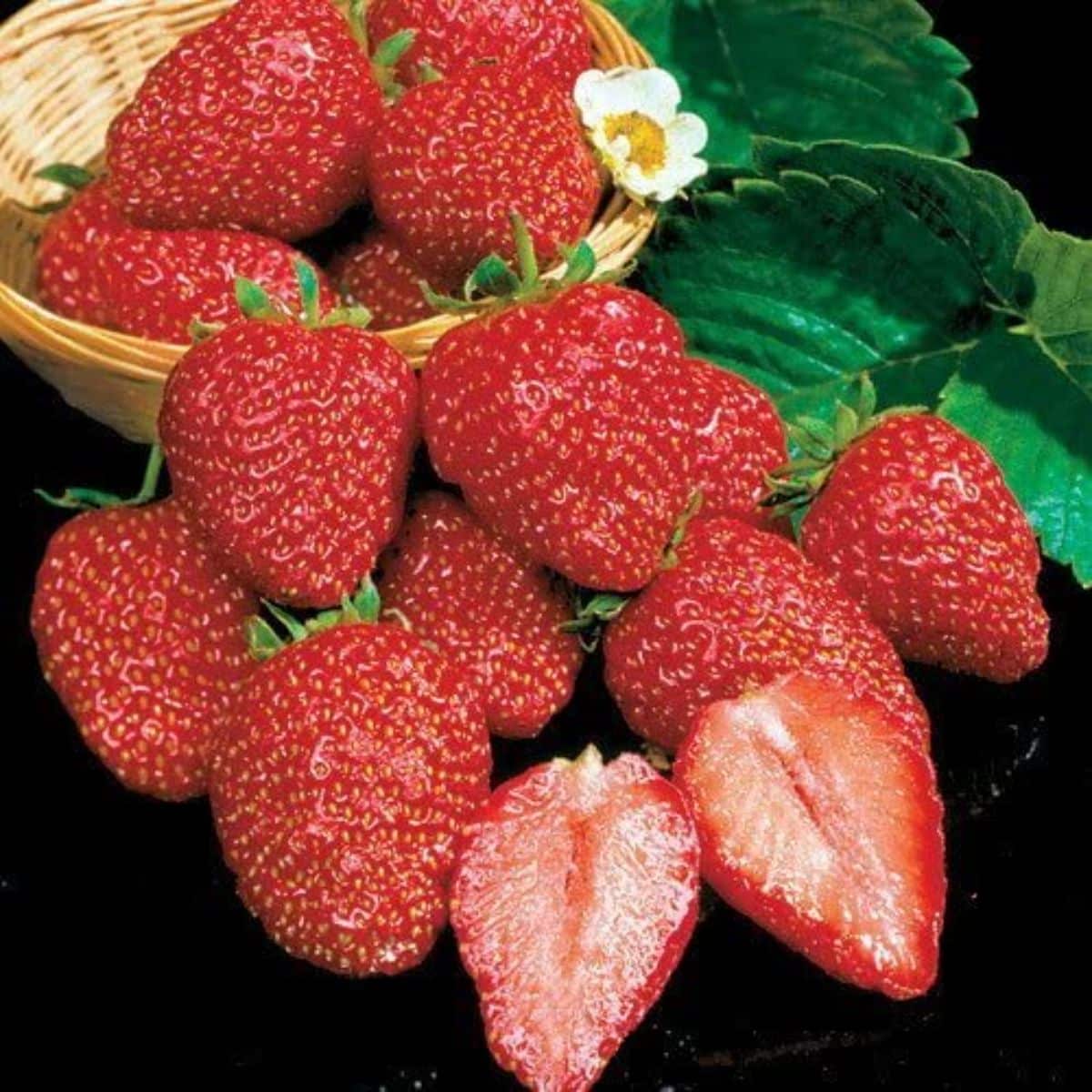 Earliglow Strawberry Plants (25 Bare Root) – Early June-Bearing Variety – Sweet, Classic Flavor – Cold Hardy Edible Garden Fruit