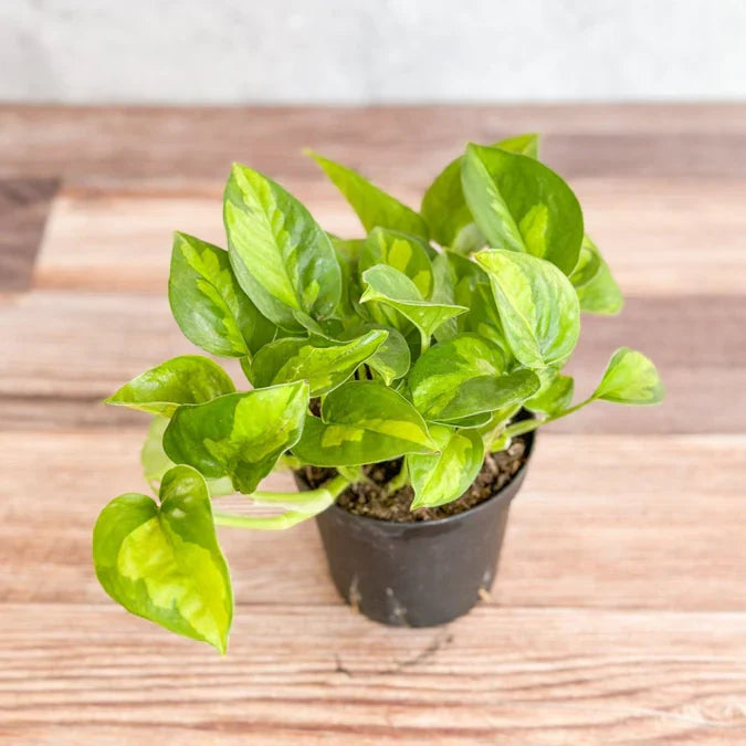 Global Green Pothos Rooted Cutting – Live Houseplant Cutting | Epipremnum Aureum Global Green | Easy Indoor Plant