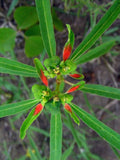 Euphorbia Cyathophora Seeds (10) Painted Spurge – Fire on the Mountain, Native Annual Wildflower, Red Bracts
