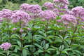 Eutrochium fistulosum Seeds – Hollow Joe-Pye Weed | Native Tall Wildflower | Pollinator Garden Plant | 100 Seeds