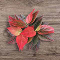 1 Aglaonema Red Vein – Rooted Starter Plant, Live Houseplant, Chinese Evergreen, Easy Care Indoor Plant with Colorful Foliage