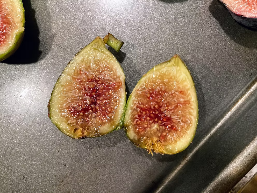 Corragio Fig Cutting - Unrooted 8"+, 3+ Nodes | Rare Ficus carica Variety, Sweet Dark Fig Tree for Grafting or Propagation