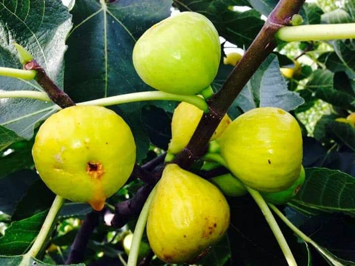 White Marseilles Fig Cuttings (6 pcs) – Fresh Unrooted Fig Tree Cuttings, Ficus carica, Easy Propagation