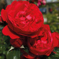 Super Rare Florentina Rose Cuttings – 3 Unrooted Cuttings for Rooting or Grafting | Rosa ‘Florentina’ Red Climbing Rose