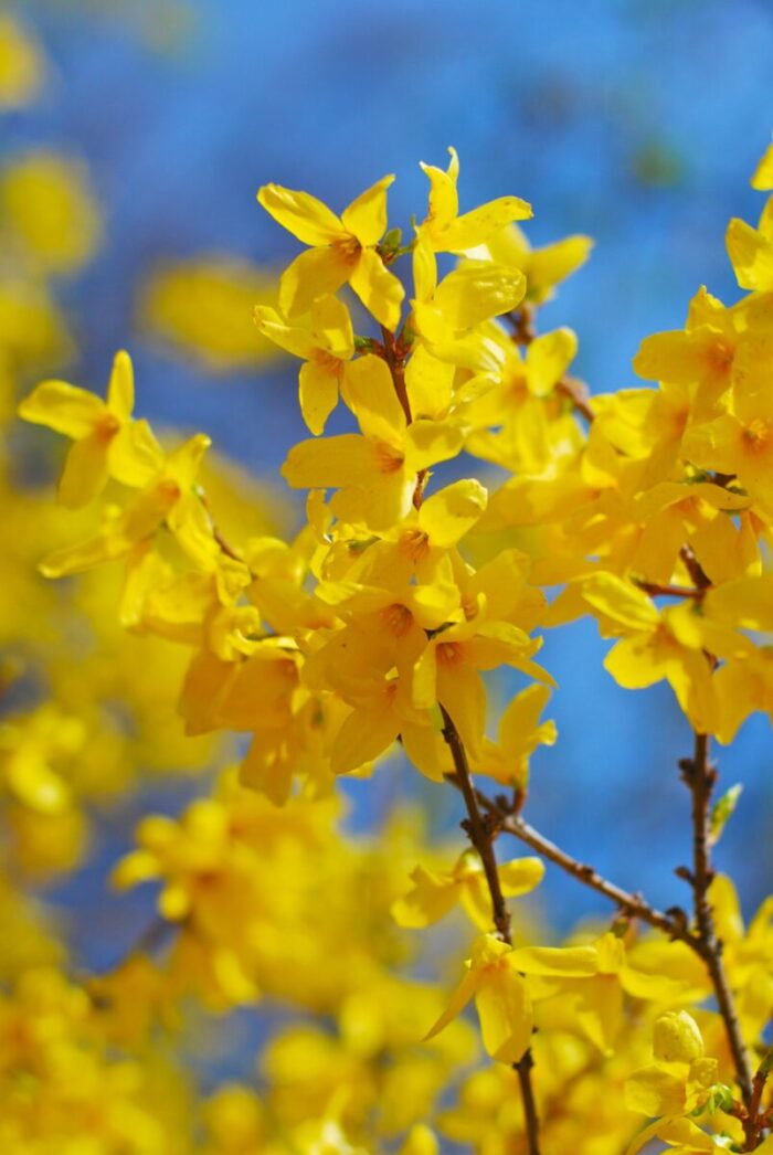 10 Lynwood Golden Forsythia Cuttings | Forsythia × intermedia Unrooted Shrubs | Yellow Flowering Hedge Propagation Stems