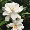 Frostproof Gardenia – Live Mature Plant in 1 Gallon Pot, Cold Hardy, Fragrant White Blooms, Evergreen Shrub, Easy Care