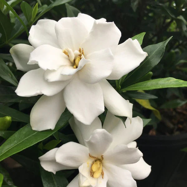 Frostproof Gardenia – Live Mature Plant in 1 Gallon Pot, Cold Hardy, Fragrant White Blooms, Evergreen Shrub, Easy Care
