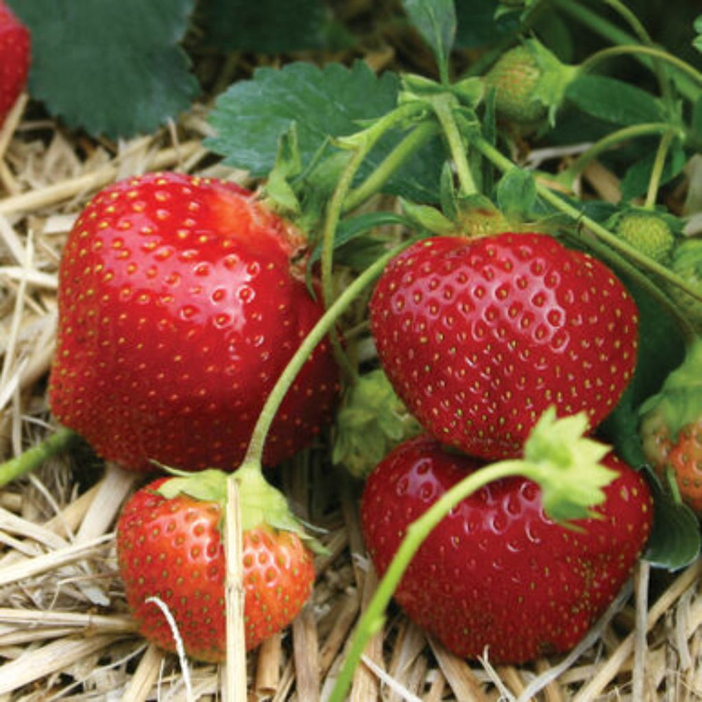 Galletta Strawberry Plants (25 Bare Root) – Super Hardy, Early June-Bearing Variety – Vigorous Plants with Sweet, Juicy Berries