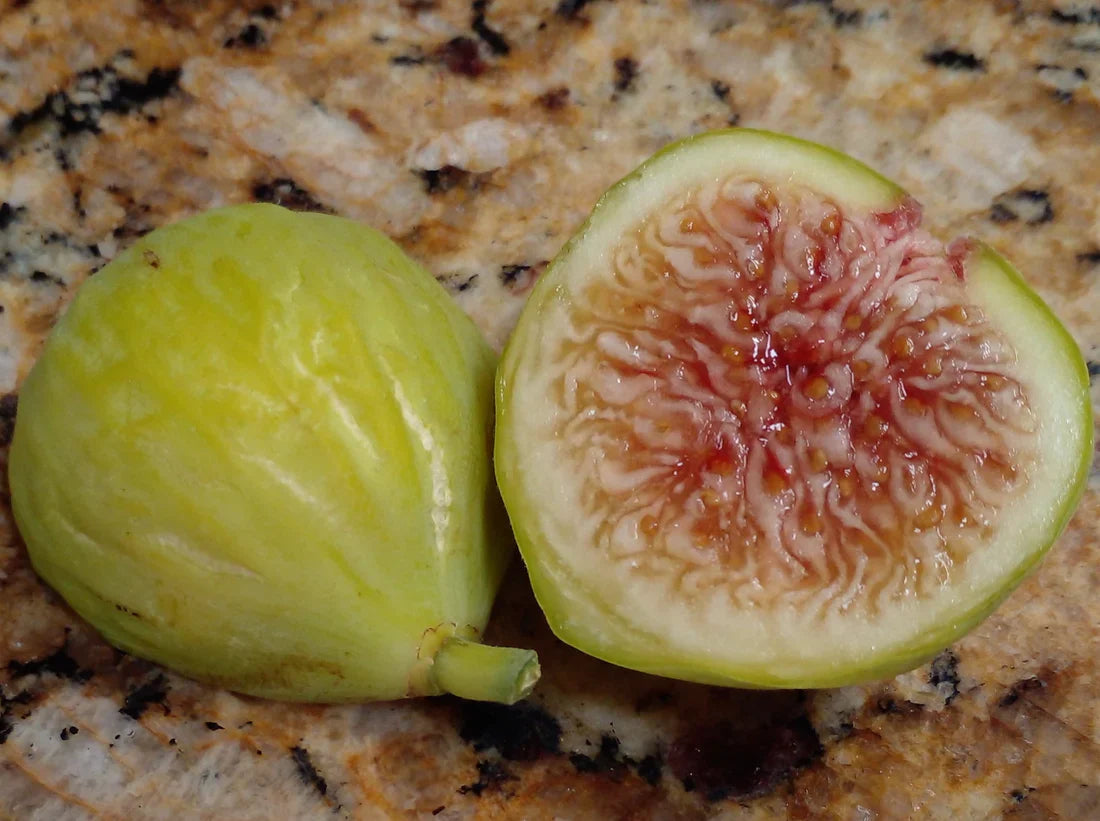 Sicilian White Fig Cutting - 3+ Nodes, 8"+ Long | Ficus carica - Italian Heirloom, Sweet White Fig Tree for Propagation or Grafting