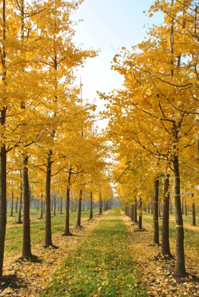Ginkgo Biloba Live Tree 6–12” Tall - Bareroot Ginkgo Tree - Hardy Deciduous Tree for Zones 3–9 - Ancient Ornamental Shade Tree
