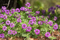 Glandularia bipinnatifida Seeds – Dakota Vervain Wildflower, 50 Non-GMO Perennial Seeds, Native Pollinator Garden & Meadow Plant