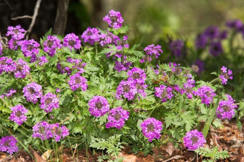 Glandularia bipinnatifida Seeds – Dakota Vervain Wildflower, 50 Non-GMO Perennial Seeds, Native Pollinator Garden & Meadow Plant