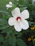 Hibiscus Moscheutos Seeds (30) Swamp Rose Mallow – Hardy Native Perennial, Large Pink/Red Flowers, Wetland & Pond Plant