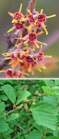 Witch Hazel Shrub 18-24" Yellow Fragrant Flowers Hammamelis virginiana Twisting Branches Fall Colors