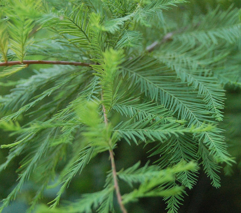 Bald Cypress Tree - 4" Container - Taxodium Distichum - Fast-Growing Wetland Tree for Zones 5-10