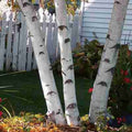 1 Paper White Birch Tree 12-24" Betula papyrifera Smooth Bark Fast Growing Trees for Landscapes