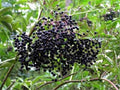 American Black Elderberry Bush 18-24" Sambucus canadensis Self-Pollinating Fast-Growing Fruit-Bearing Plant