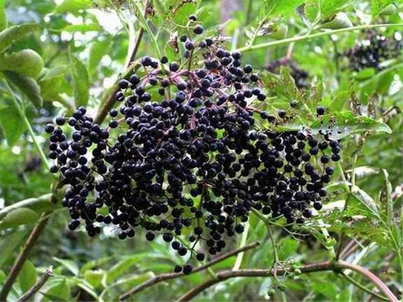 American Black Elderberry Bush 18-24" Sambucus canadensis Self-Pollinating Fast-Growing Fruit-Bearing Plant