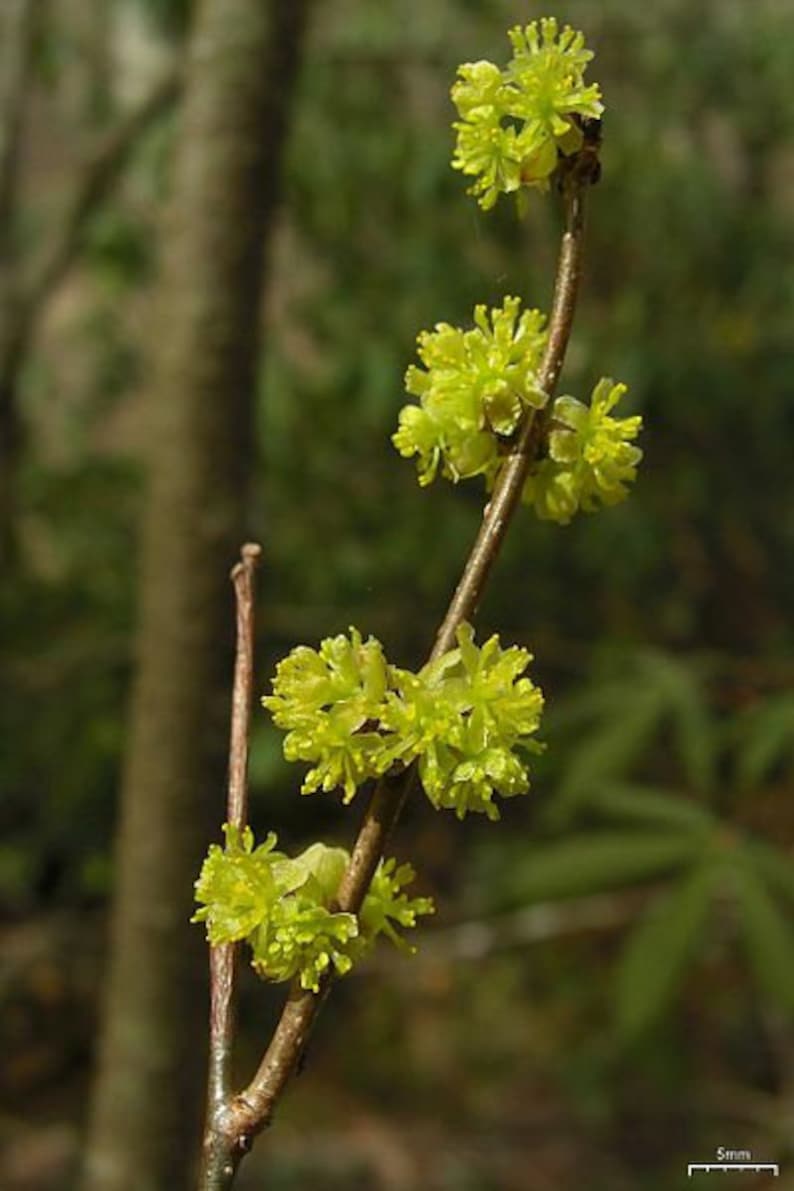 Spicebush Plant 4" Container Lindera Benzoin - Moist Soil Shrub for Borders & Naturalizing, Greenish Yellow Flowers